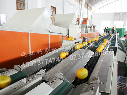 智能水果分選機