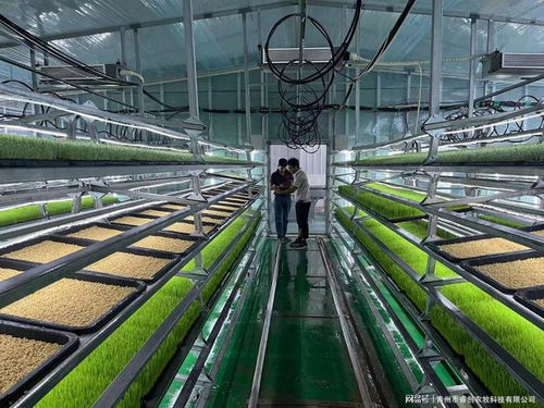 水培牧草 開啟高效、營養、健康的畜牧業優質飼料新時代
